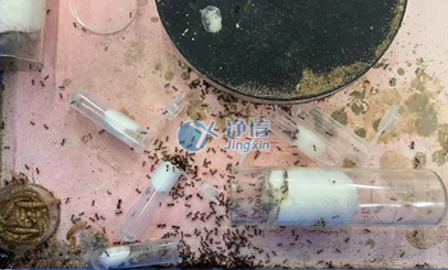 匀浆机能否对红火蚁匀浆？其匀浆后的实验效果如何？